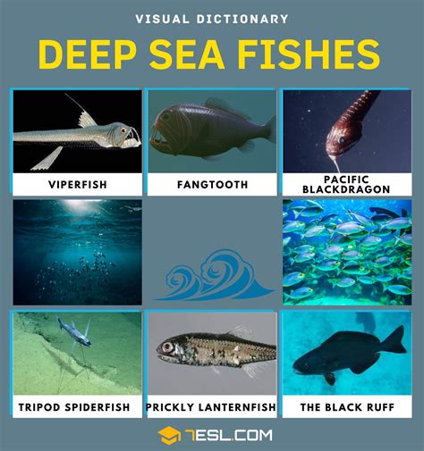 Deep Sea Fish Names in English with Pictures • 7ESL