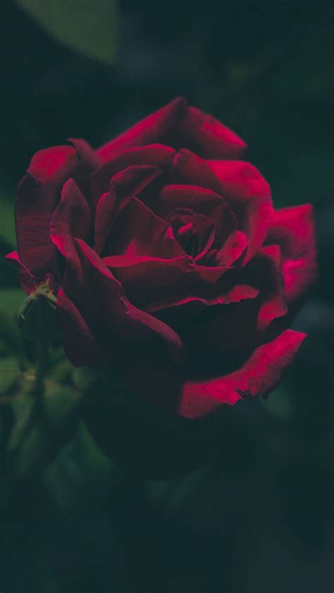 Blood Rose Wallpapers - Top Free Blood Rose Backgrounds - WallpaperAccess