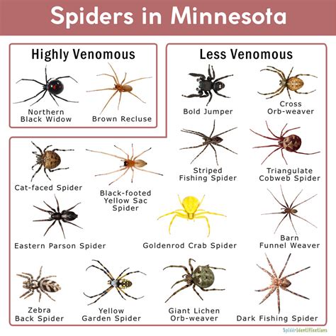 Minnesota Spider Identification Chart