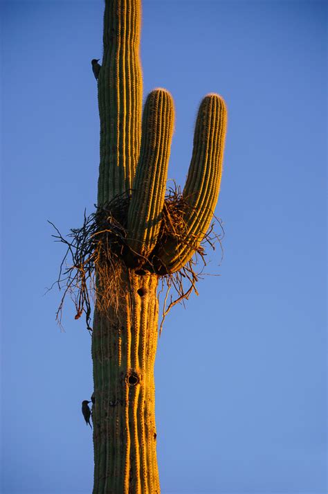 Gila Woodpeckers and Saguaro Cactus - Anne McKinnell Photography