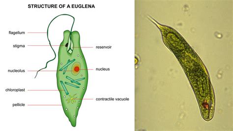 Plant-like Protists - Science News