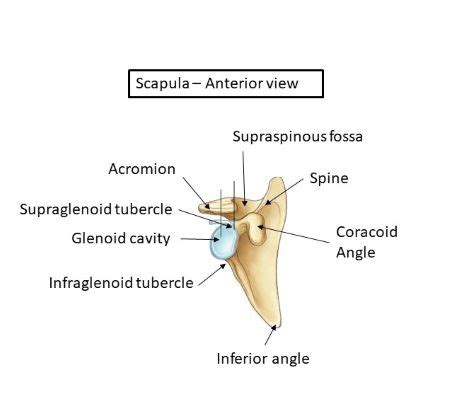 Scapula Infraglenoid Tubercle Pocket Anatomy, 49% OFF