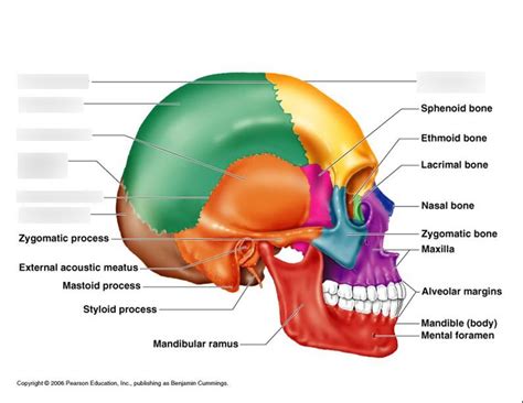 Skull, side view - sutures and cranial bones Diagram | Quizlet