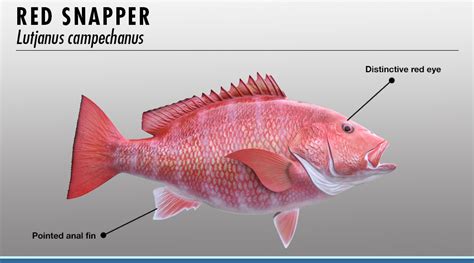 Snapper Fish Identifier | FISHTRACK.COM