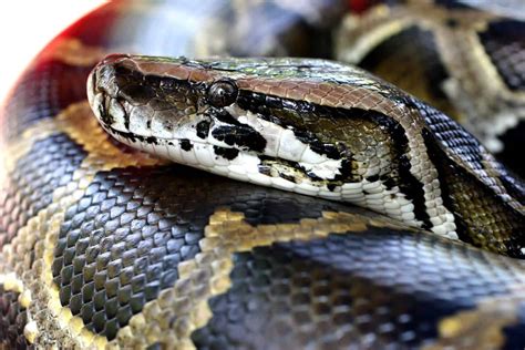 29 Interesting Facts About Burmese Pythons (With Pictures) - Embora Pets