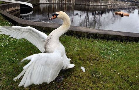 Congels give $5,000 to swan egg reward fund which now stands at $9,000 - syracuse.com