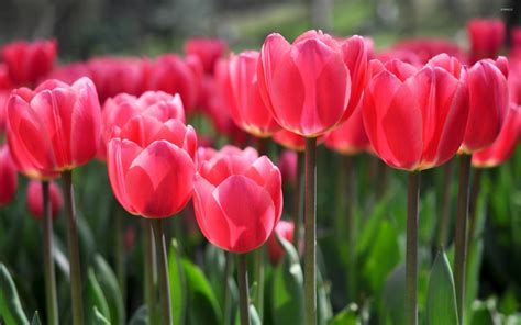 Pink tulips [6] wallpaper - Flower wallpapers - #40211