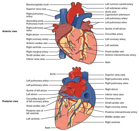 Heart Anatomy | Anatomy and Physiology II