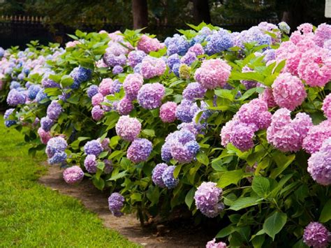 Hydrangea Care and Culture