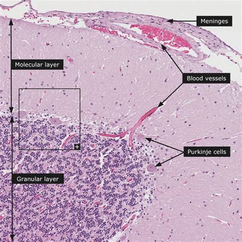 23 best Histology - Cerebrum images on Pinterest | Anatomy, Brain and Nervous system