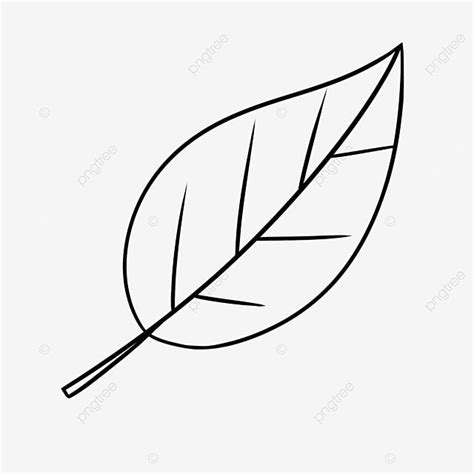 Ordinary Leaf Black And White Clipart