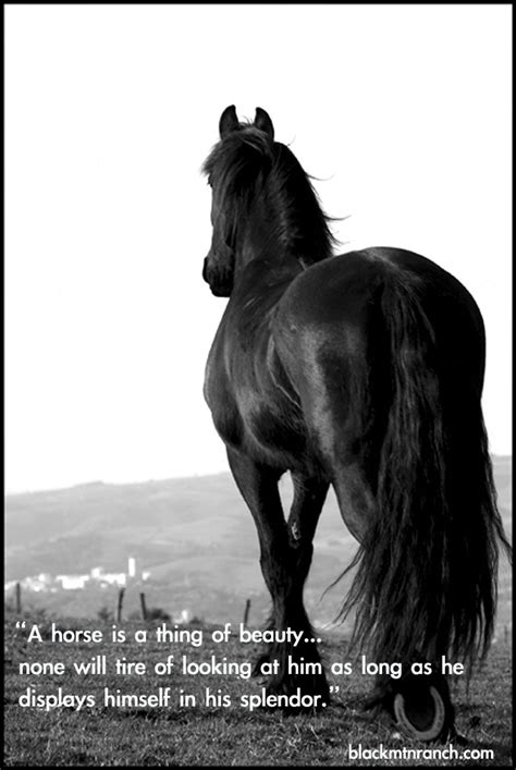 Beautiful Horse Quotes. QuotesGram