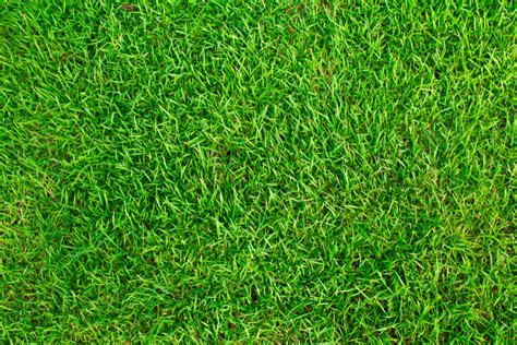 When & How to Plant a Zoysia Grass Lawn | Absolute Lawn Pros