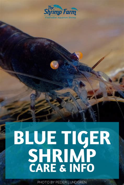 Blue tiger shrimp (Caridina mariae 'Blue Tiger') - The Shrimp Farm