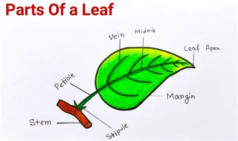 17+ Parts Of The Leaf Diagram - RemnaRheigan