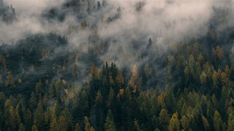 🔥 [80+] Foggy Forest Wallpapers | WallpaperSafari