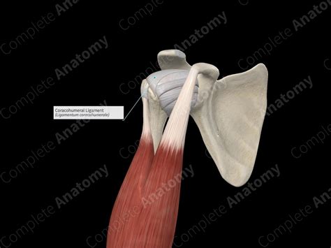 Coracohumeral Ligament | Complete Anatomy