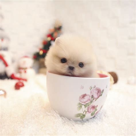 Starla Teacup Pomeranian - Tiny Teacup Pups | Designer Puppies | 1-323-498-4529.