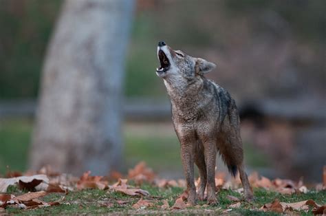 Howling Coyote | Sean Crane Photography