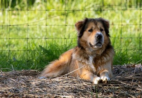 Golden Shepherd Mix Dog Breed Guide - Marvelous Dogs