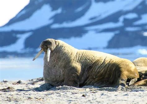 Walrus Behavior - AnimalBehaviorCorner