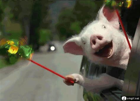 Funny Pig GIFs - Get the best GIF on GIPHY