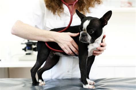 Heart Murmur in Dogs – American Kennel Club