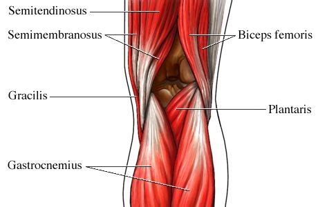 HUMAN MUSCULAR SYSTEM: Muscles in KNEE JOINT