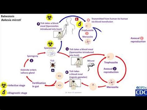 Babesia, life cycle - YouTube