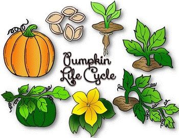 Clip Art~ Pumpkin Life Cycle by Cara's Creative Playground | TpT