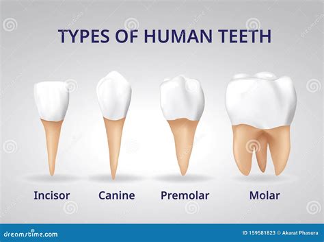 Types of Human Teeth, Human Bone Anatomy, 3D Realistic Vector Stock Illustration - Illustration ...