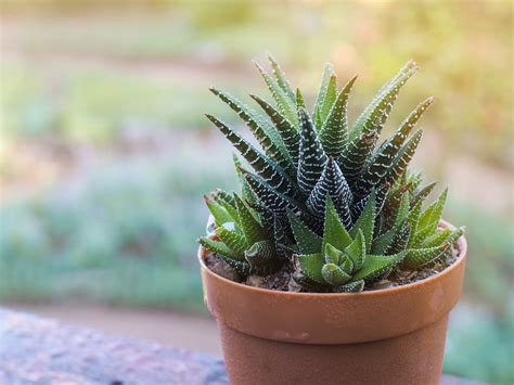 Best Plants to Create Your Own Zen Garden — Infinite Succulent