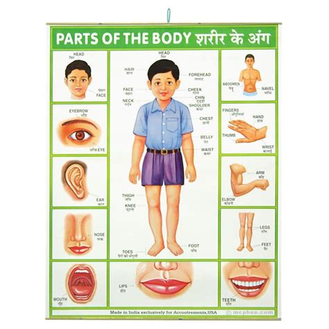 Body Parts Images With Names In Hindi - Images Poster