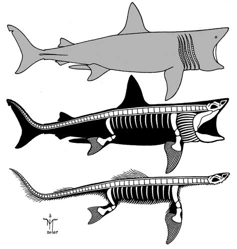 Image - 21.Basking shark-plesiosaur.jpg | Cryptid Wiki | FANDOM powered by Wikia