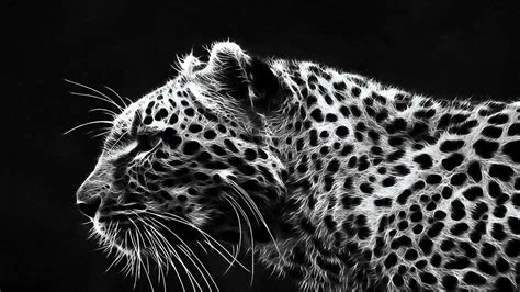 Black Cheetah Wallpaper - WallpaperSafari