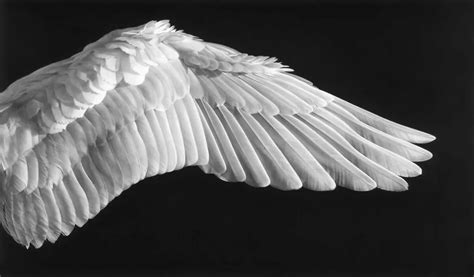 крыло оперение фото: 6 тыс изображений найдено в Яндекс.Картинках Angel Wings Art, Bird Wings ...