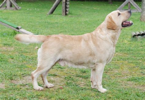 Labrador Retriever - Puppies, Rescue, Pictures, Information, Temperament, Characteristics ...