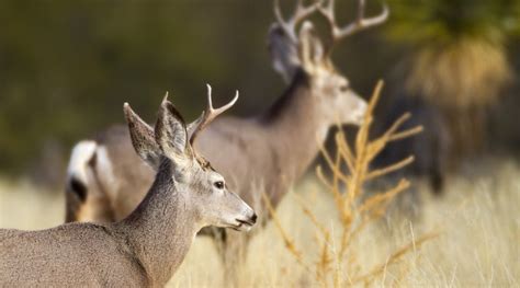 Mule Deer Antlers- Understanding Their Importance and Role in Wildlife - animallifehub.com