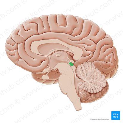 Superior colliculus: Anatomy and function | Kenhub