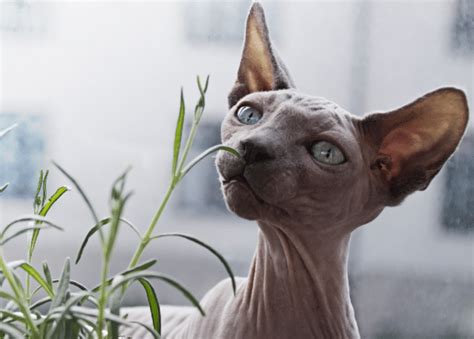 Sphynx Cat Facts - Cat Clinic at Cherry Hill