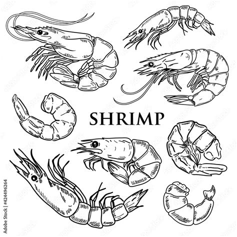 Shrimp prawn icons set. Boiled Shrimp drawing on a white background. Collection shrimp, shrimps ...