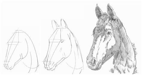 How to draw a horse's head. Step-by-step drawing tutorial.