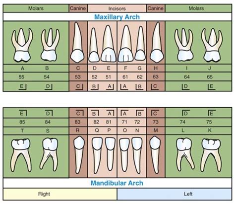 Special Effects - Brave New World: Human Teeth Anatomy