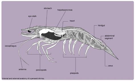 +14 Shrimp Anatomy Diagram 2022 - Bigmantova