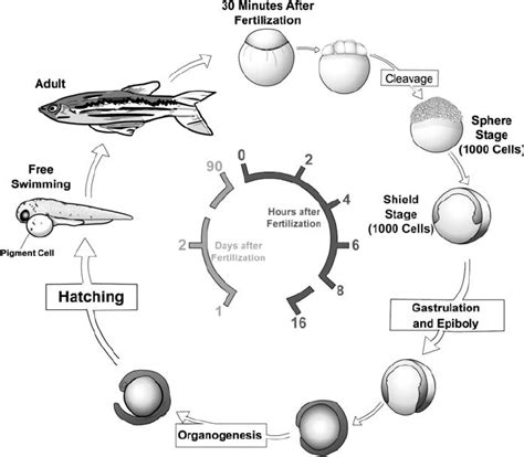 Zebrafish Embryo Stages