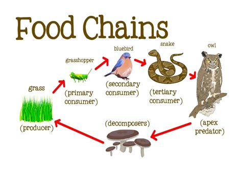 Food Chain Examples For Kids