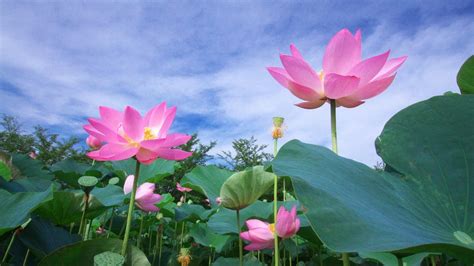 Lotus Wallpapers Free Download