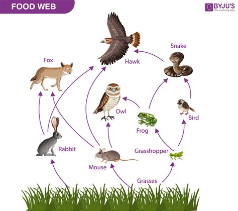 Food Chain: Definition, Types, Examples, FAQs