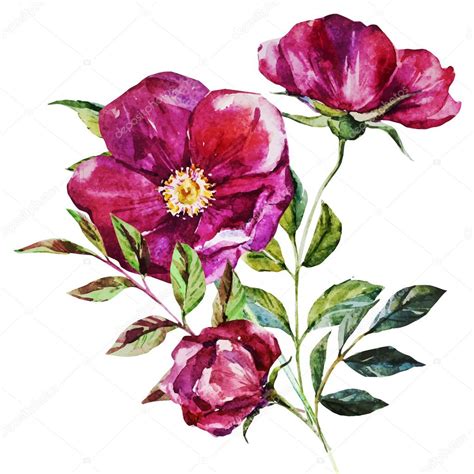 Watercolor Flower Vector Art | Best Flower Site