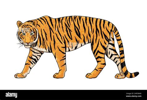 Tiger drawing. Digital template for coloring with big cats Stock Photo - Alamy